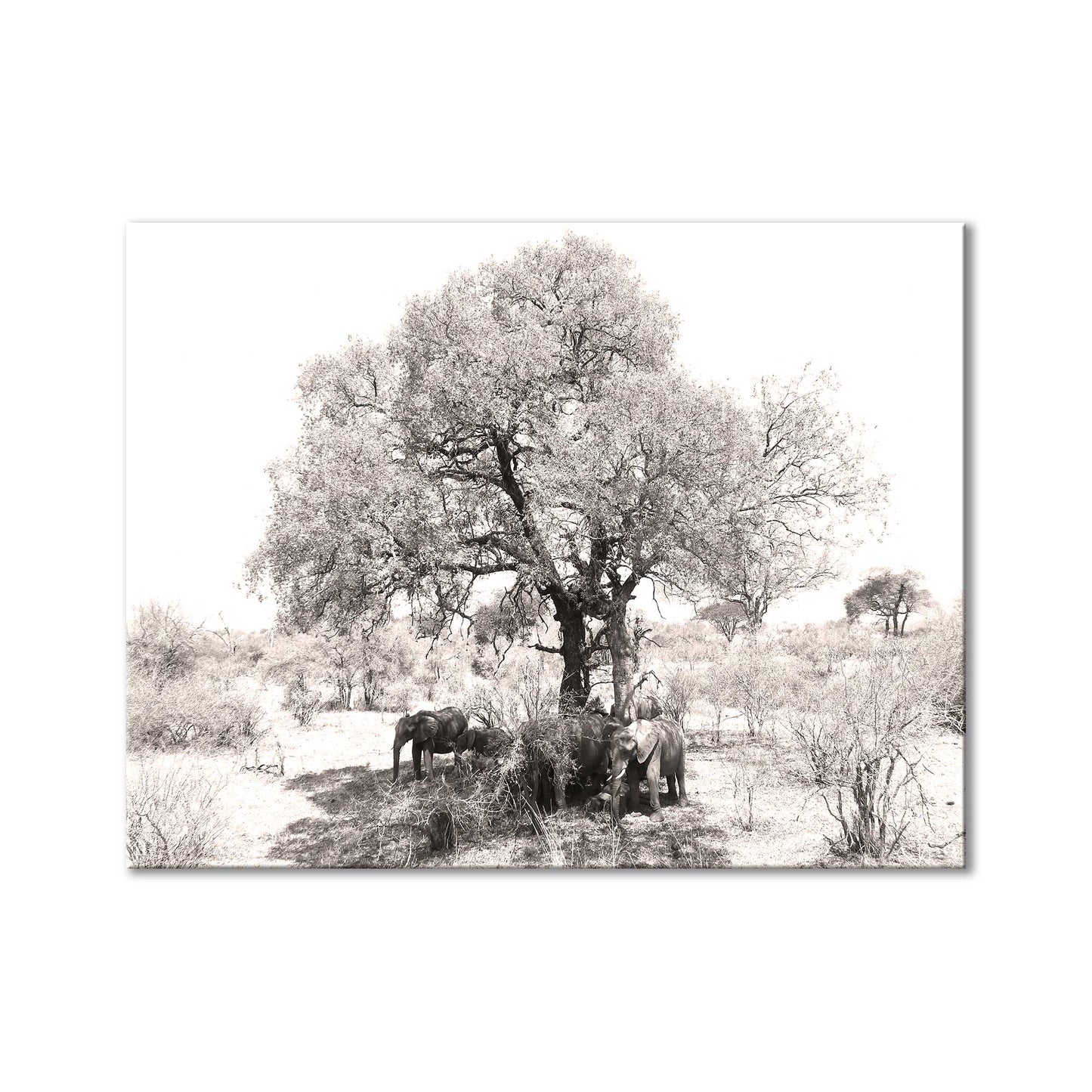 Elephants under shade of tree
