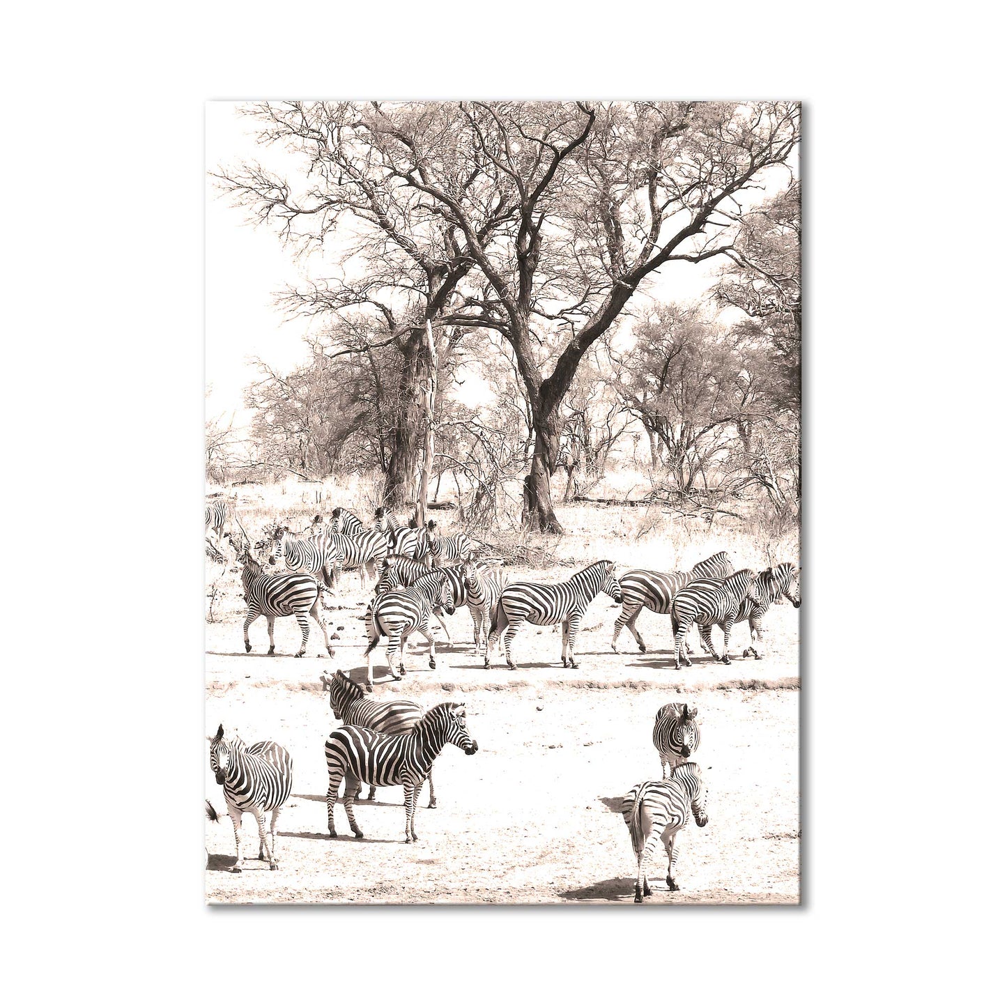 Zebras at Jones Dam