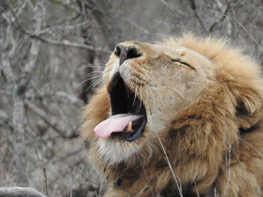 KRUGER REOPENS AFTER LOCKDOWN, HOW TO PLAN YOUR DAY VISIT
