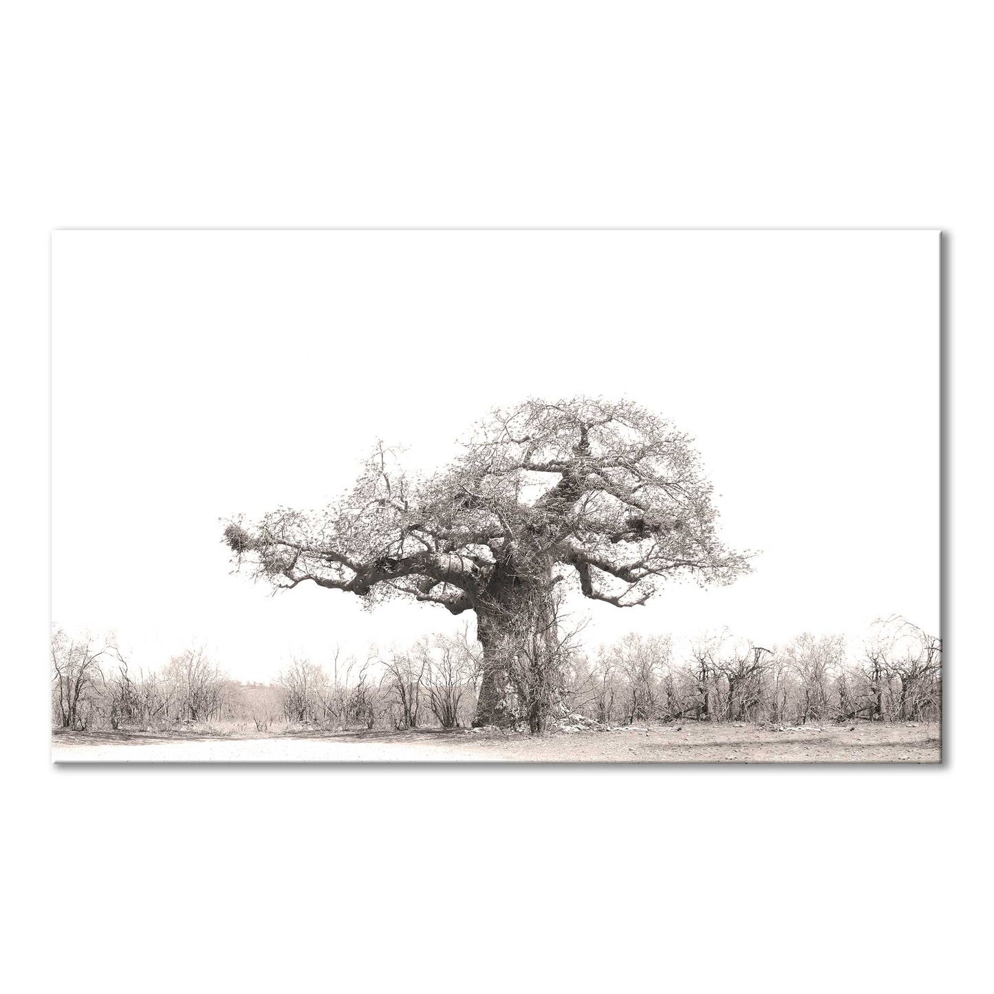 Baobab Tree