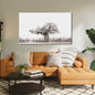Baobab Tree