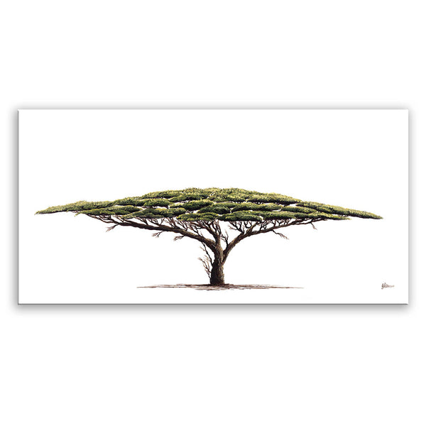 Acacia Tree Canvas Print