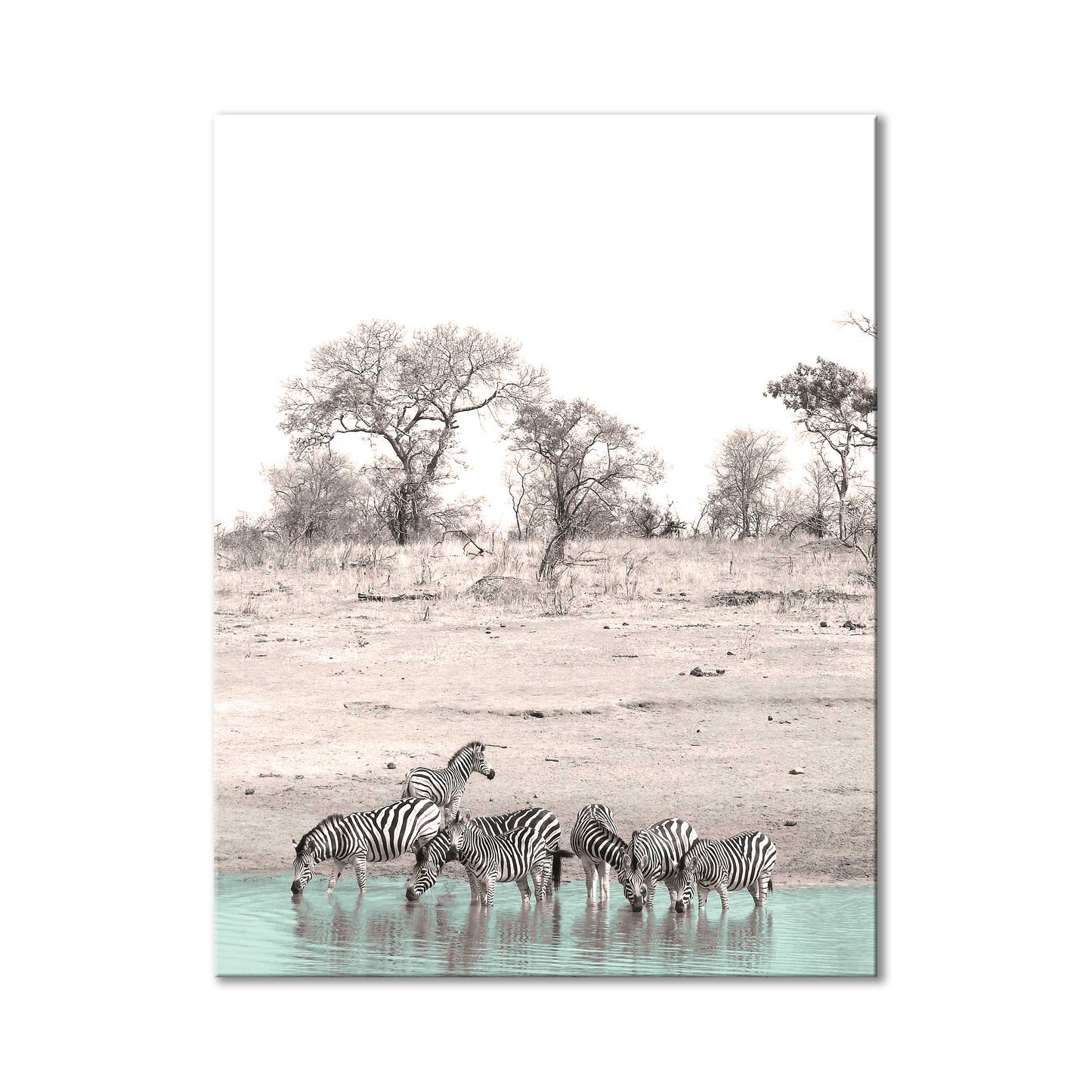 Zebras at Renoster pan