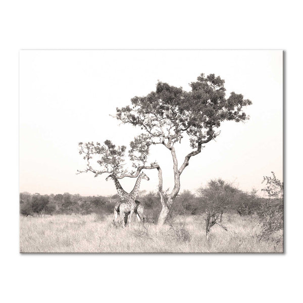 Giraffe Savannah