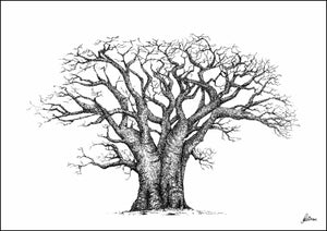 Baobab Tree Signed Print