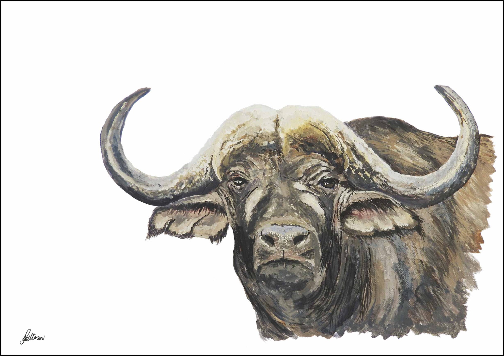 Wildlife Collection Signed Print - African Buffalo