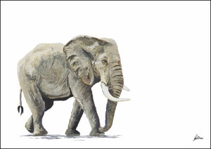 Wildlife Collection Signed Print - Elephant