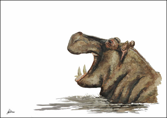 Wildlife Collection Signed Print - Hippo