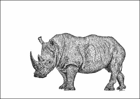 White Rhino Kruger National Park Signed Print