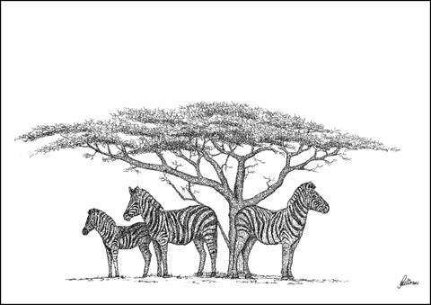 Zebra under Acacia Tree Signed Print