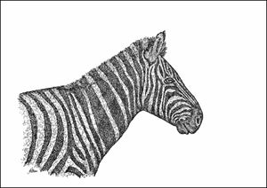 Zebra Limited Edition Print