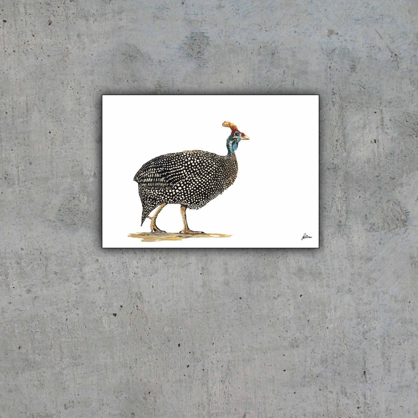 Wildlife Collection Signed Print - Guinea Fowl