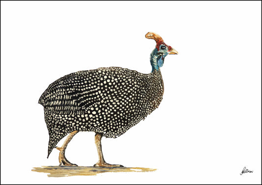 Wildlife Collection Signed Print - Guinea Fowl