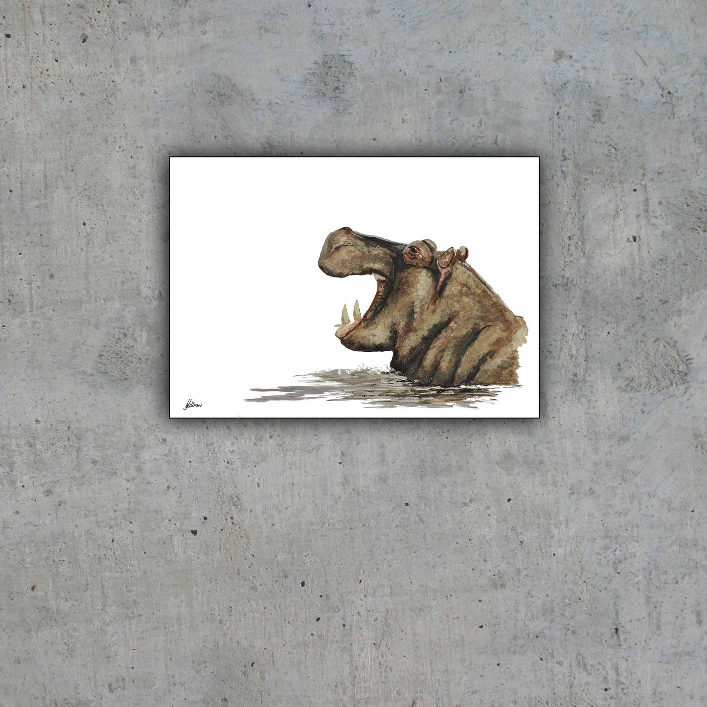 Wildlife Collection Signed Print - Hippo