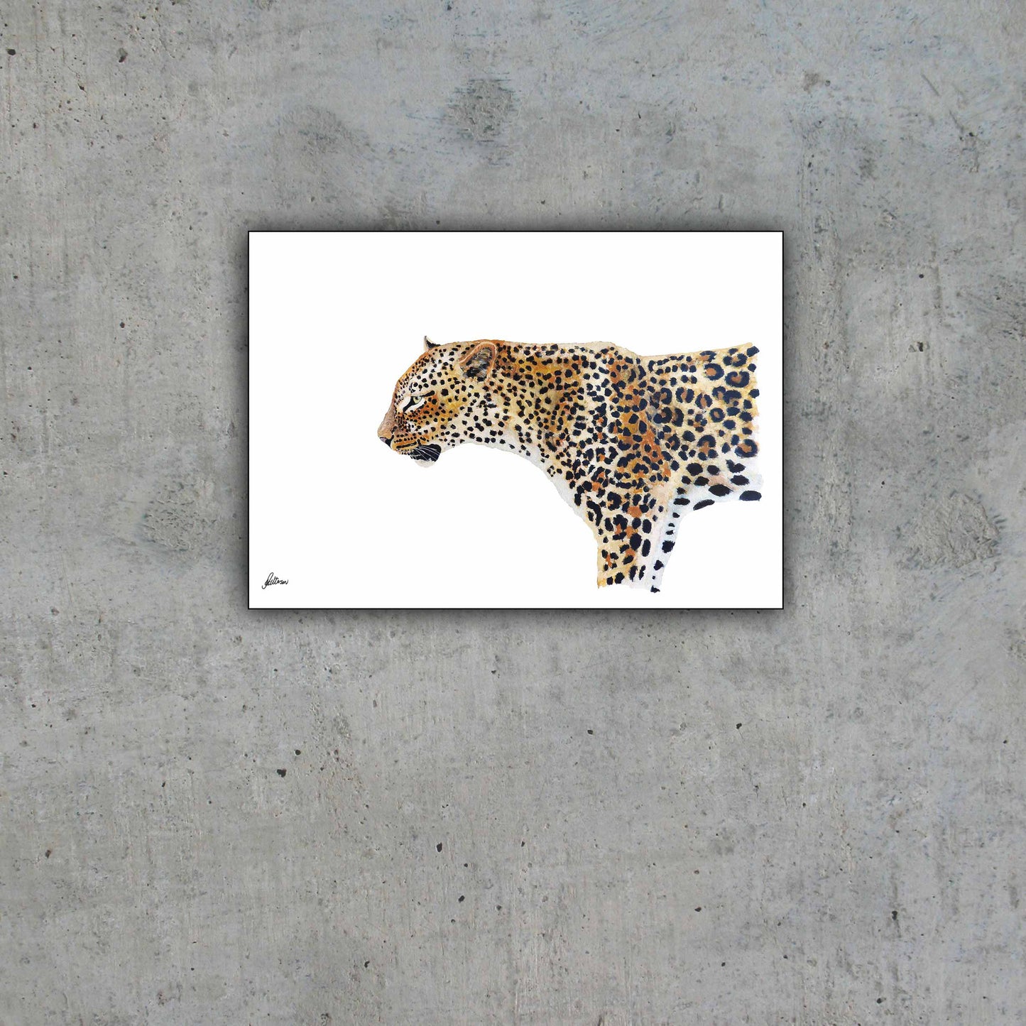 Wildlife Collection Signed Print - Leopard