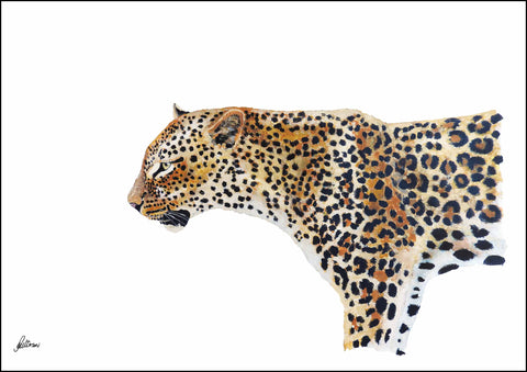 Wildlife Collection Signed Print - Leopard