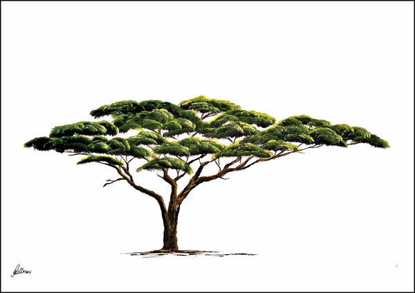 Wildlife Collection Signed Print - Acacia Tree
